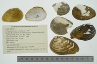 Pleurobema clava image