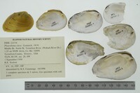 Pleurobema clava image