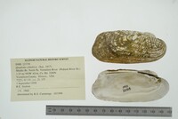 Theliderma cylindrica image