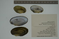 Anodontoides ferussacianus image