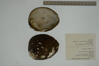 Plethobasus cooperianus image