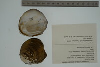 Plethobasus cooperianus image