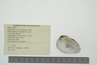 Pleurobema clava image