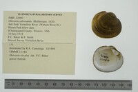 Obovaria subrotunda image