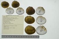 Obovaria subrotunda image