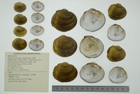 Obovaria subrotunda image