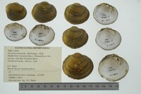 Obovaria subrotunda image