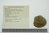 Obovaria subrotunda image