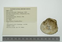 Obovaria subrotunda image