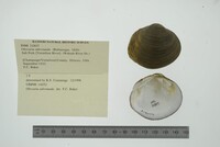 Obovaria subrotunda image