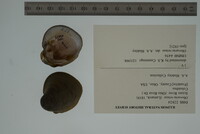 Obovaria retusa image