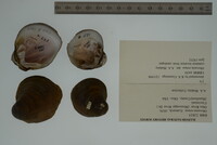 Obovaria retusa image