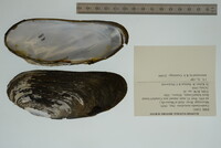 Margaritifera monodonta image