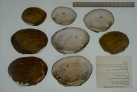 Lampsilis abrupta image