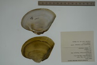 Lampsilis ovata image