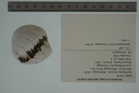 Epioblasma flexuosa image