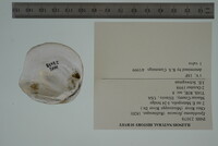 Epioblasma flexuosa image