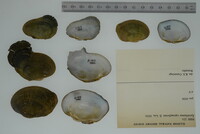 Epioblasma capsaeformis image