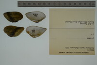 Epioblasma triquetra image