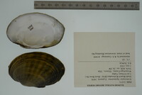 Ortmanniana ligamentina image