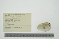 Pleurobema clava image