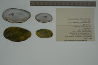 Venustaconcha ellipsiformis image