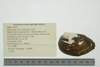 Pleurobema clava image