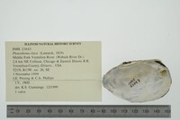 Pleurobema clava image