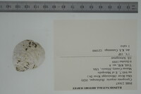 Cyprogenia stegaria image