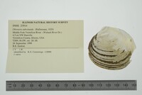 Obovaria subrotunda image