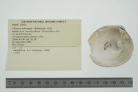 Obovaria subrotunda image