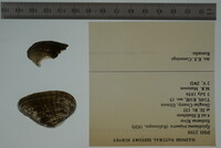 Epioblasma triquetra image