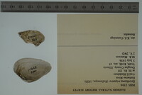 Epioblasma triquetra image