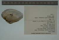 Epioblasma triquetra image