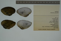 Epioblasma triquetra image