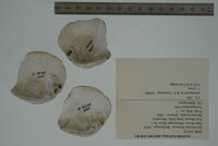 Epioblasma flexuosa image