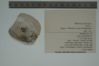 Epioblasma torulosa image