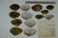 Epioblasma triquetra image