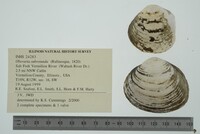 Obovaria subrotunda image