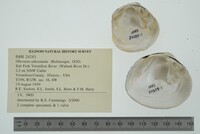 Obovaria subrotunda image