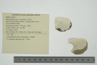 Pleurobema clava image