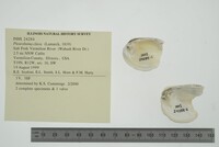 Pleurobema clava image