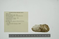 Theliderma cylindrica image