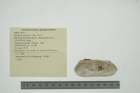 Theliderma cylindrica image