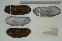 Margaritifera monodonta image