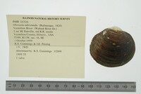 Obovaria subrotunda image