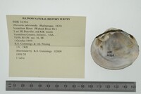 Obovaria subrotunda image