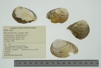 Pleurobema clava image