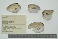 Pleurobema clava image