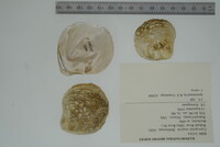 Cyprogenia stegaria image